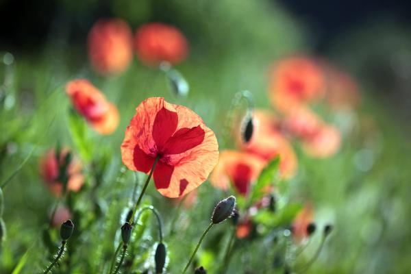 Bild 1 von 10: Mohnblumen verleihen der Landschaft im Osten des Pfälzerwaldes ein mediterranes Flair.