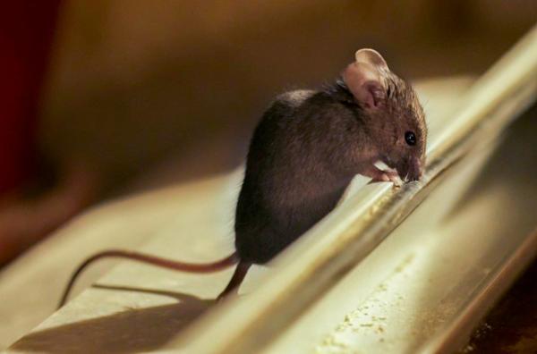 Bild 1 von 4: Die Hausmaus ernährt sich ähnlich wie der Mensch und fühlt sich recht wohl bei ihm.