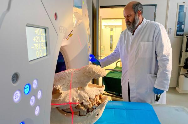 Bild 1 von 3: Um wertvolle Gene zu erhalten, werden im Berliner Leibniz-Institut für Zoo- und Wildtierforschung Nashornschädel im MRT untersucht.