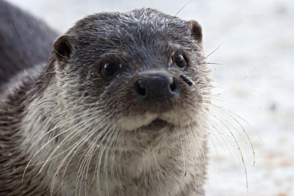 Bild 1 von 7: Otter haben keine dicke Fettschicht, aber ein extrem dichtes Fell, das sie im Winter vor Kälte schützt.