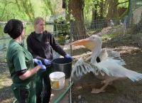 Giraffe, Erdmännchen & Co