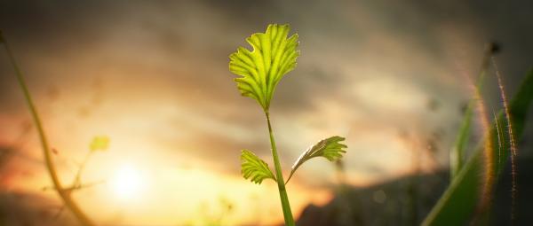 Bild 1 von 7: Aus einfachen Lebensformen, die zunächst in der Nähe des Wassers leben, entwickelt sich im Laufe der Jahrmilliarden alles Leben auf der Erde.