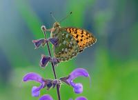 Wunderwelt Schweiz: Das Tessin