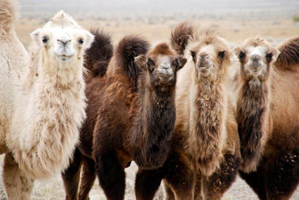 Bild 1 von 5: Expedition 50° - Auf dem Breitengrad der Extreme