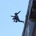 Assassin s Creed