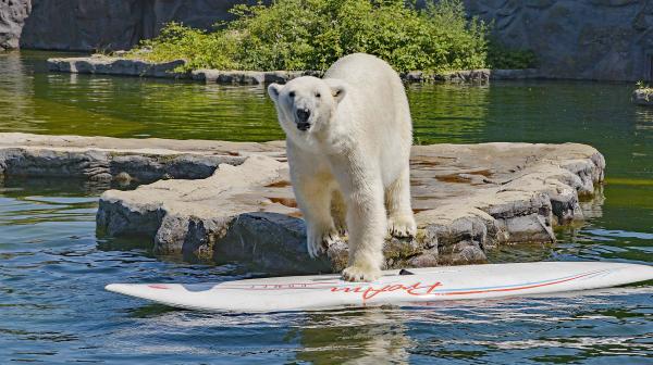 Bild 1 von 5: Zoo Gelsenkirchen: ein Eisbär nutzt ein Surfbrett als Spielzeug.