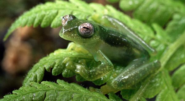Bild 1 von 4: Ein Glasfrosch im Bergregenwald Ecuadors. Mit 1.155 verschiedenen Arten beherbergen die Tropischen Anden die bei weitem größte Amphibiendiversität der Welt. 1.088 Arten davon sind Frösche.