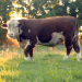 Tierisch tierisch - Von Rindern und Rennpferden