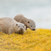 Schottlands neue Wildnis
