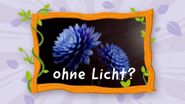 Bild 1 von 21: Im Bild: Piratenquiz: Kommen Pflanzen komplett ohne LIcht aus.