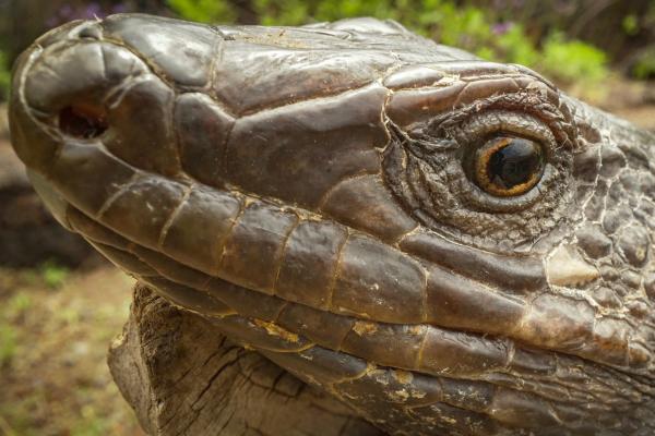 Bild 1 von 5: Die El Hierro Rieseneidechse galt bereits als ausgestorben.