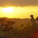 Serengeti