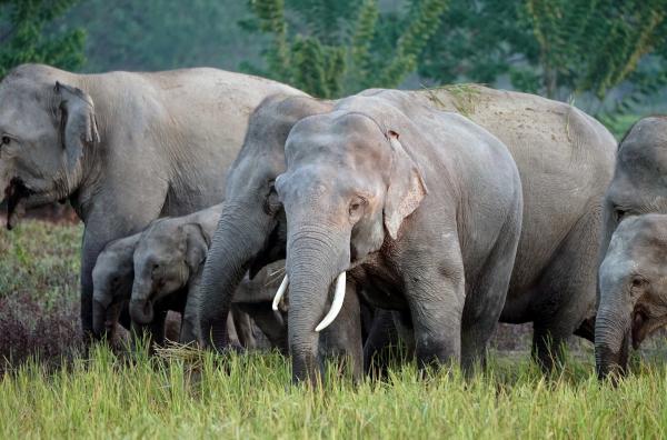 Bild 1 von 5: Im nordostindischen Bundesstaat Assam ist das Zusammenleben von Elefanten und Menschen durch Konflikte geprägt. Die Korridore der Elefanten verlaufen direkt durch die landwirtschaftlichen Anbaugebiete der Menschen.