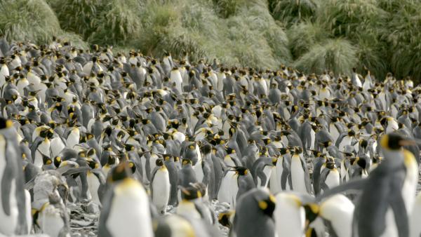 Bild 1 von 8: Königspinguine auf Macquarie Island. Jedes Tier hat so viel Platz wie der Schnabel reicht.