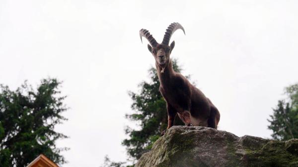 Bild 1 von 11: Im Bild: Steinbockzentrum, St. Leonhard.