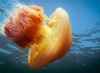 Blaues Wunder Pazifik