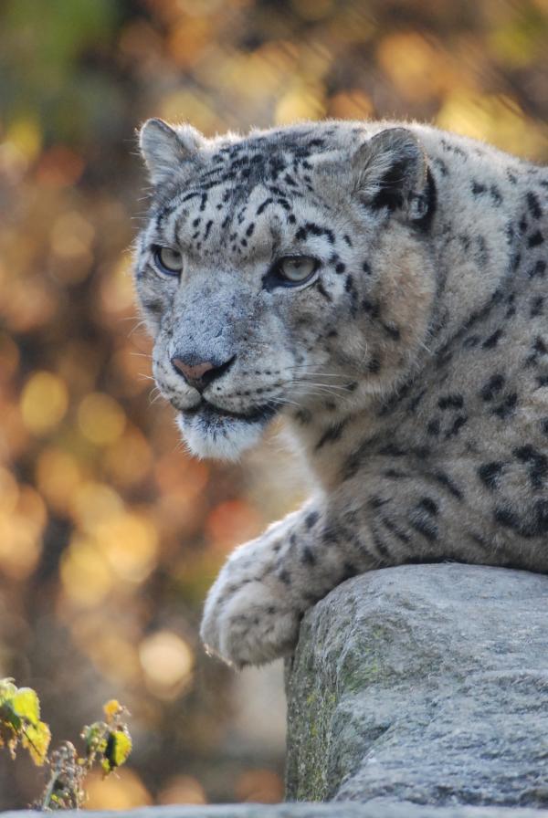 Bild 1 von 1: Schneeleopard Felix wartet auf sein Frühstück.