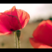 Geheimnisvolle Wildblumen