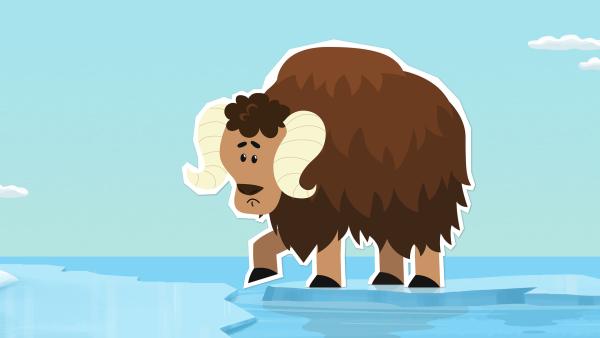 Bild 1 von 1: Der junge Moschusochse Willy ist aus seiner Heimat, der Tundra, mit einer Eisscholle zum Nordpol abgetrieben worden. Er ist furchtbar ängstlich und traut sich den Sprung von der Eisscholle ans Festland nicht zu. Wie soll er den Weg nach Hause schaffen?