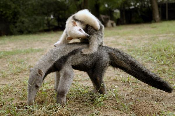 Bild 1 von 4: Ein Südlicher Tamandua (oben) und ein Großer Ameisenbär (Yurumi, unten) ? beide streng geschützt und nur selten gemeinsam zu beobachten