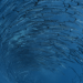 Into the Blue - Indonesiens Unterwasserparadiese