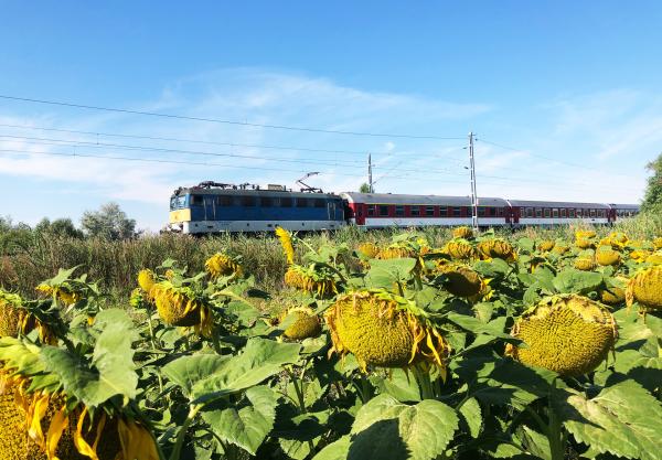 Bild 1 von 4: Ungarn ist in der EU viertgrößter Produzent von Sonnenblumenkernen.