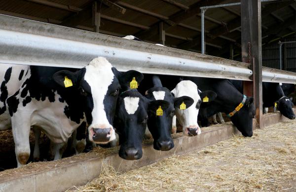 Bild 1 von 4: 120 Hofkühe liefern die Milch für die Eiscreme: Vater Eric kümmert sich um die Landwirtschaft.