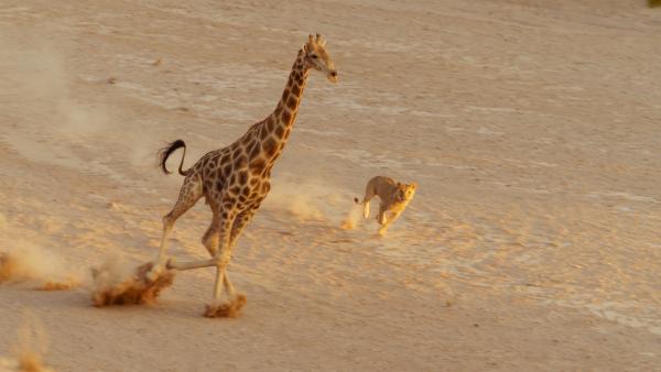 Bild 1 von 15: Da Beute in der Namib-Wüste rar ist, müssen sich Löwen auch an sehr große Tiere wagen. Giraffen kommen hier relativ häufig vor, können einem Löwen aber tödliche Tritte zufügen.