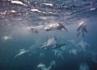 Tierische Massenjagden