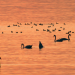 Bodensee - Wildnis am großen Wasser
