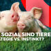 Wie sozial sind Tiere: Strategie vs. Instinkt?