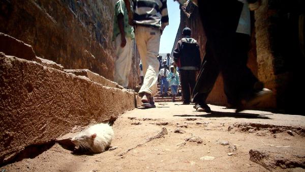 Bild 1 von 3: Schädlinge verbreiten Krankheiten im Gefängnis. Am meisten gefürchtet die Pest.
