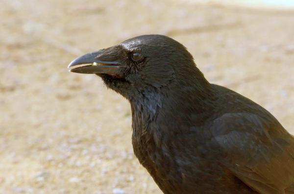Bild 1 von 7: Krähen in Paris leiden unter der Abwesenheit der Menschen im Lockdown. Ganz plötzlich versiegen ihre gewohnten Nahrungsquellen: Die Mülleimer, aus denen Krähen normalerweise fressen, bleiben leer.