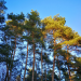 Borkenkäfer, Klimawandel und Corona - Wie geht es unserem Wald?