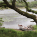 Shannon River