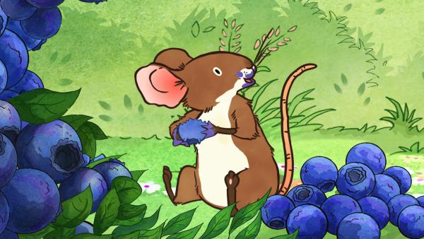 Bild 1 von 7: Die kleine Feldmaus hat eine blaue Köstlichkeit entdeckt.