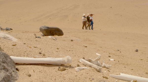 Bild 1 von 8: Ein Team von Archäologen in der Atacama-Wüste nahe der Stadt Arica im Norden Chiles. Das Team ist auf der Suche nach Spuren, die Auskunft über die rätselhaften Geoglyphen der Atacama-Wüste geben.