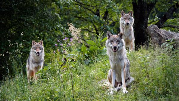 Bild 1 von 5: Im Bild: Europäische Wölfe im Cumberland Wildpark.