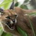 Geschichte der Tiere