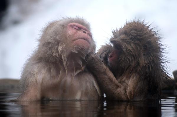 Wildes Japan - Land der tausend Inseln