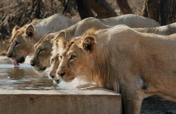 Bild 1 von 10: Löwen in Indiens Gir-Nationalpark an der Tränke.  Für die letzten Löwen Asiens ist es in der Trockenzeit die einzige Möglichkeit, an Wasser zu kommen.