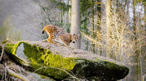 Bild 1 von 3: .