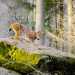 Abenteuer Wildnis