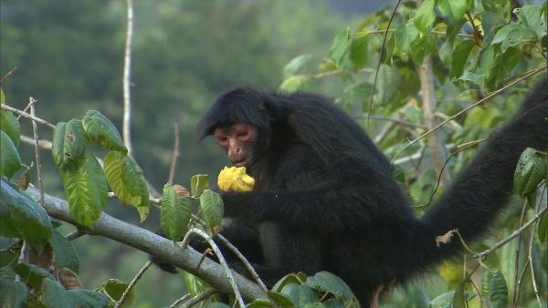 Bild 1 von 10: Die tagaktiven Rotgesicht-Klammeraffen ernähren sich vorwiegend von Früchten.