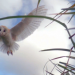 Die Supersinne der Tiere