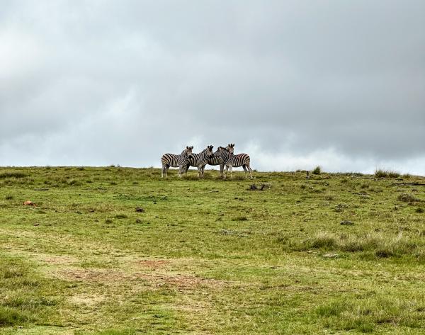 Bild 1 von 5: \