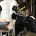 Das System Milch