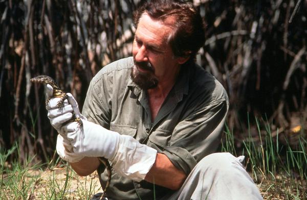 Bild 1 von 2: Werner Fend ist vorsichtig und trägt Schutzhandschuhe: Der junge Bindenwaran kann bereits kräftig zubeißen und: als Aasfresser hat er \