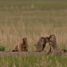 Amur - Asiens Amazonas