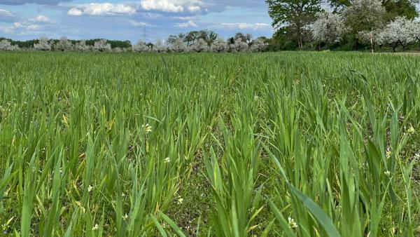 Bild 1 von 5: Getreidefeld mit Beikräutern im Frühling